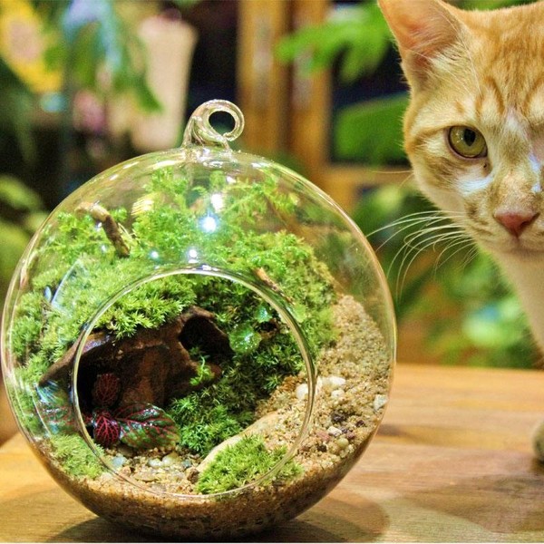 多肉植物微景觀 多肉植物微景觀